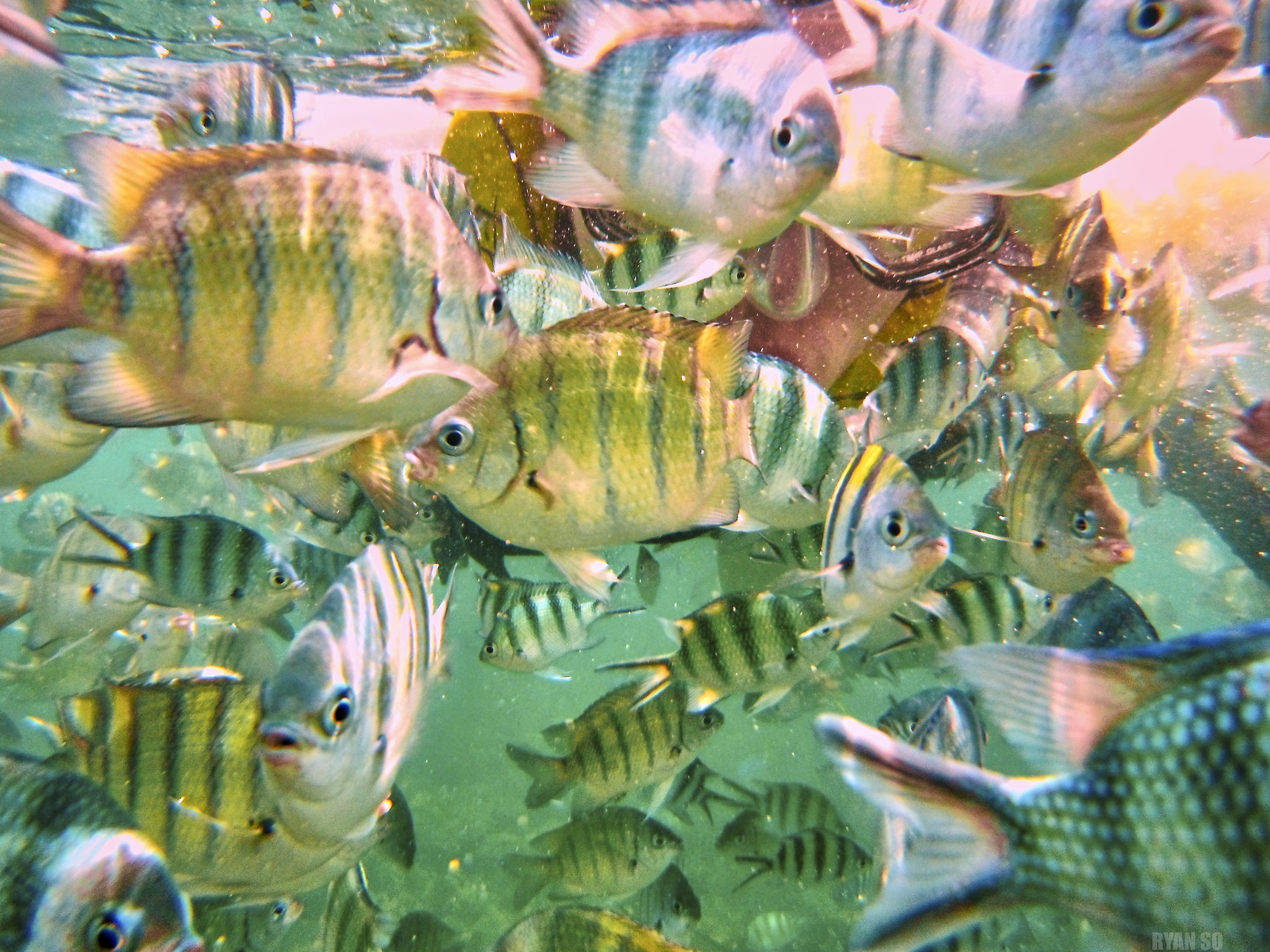 Image of a school of fish